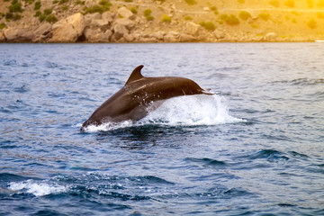 Naklejka premium bottlenose dolphin in its natural habitat. representative of whale floating in sea