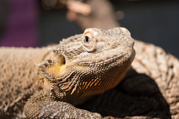 Horned Lizard Desert