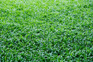 Malaysia grass texture background