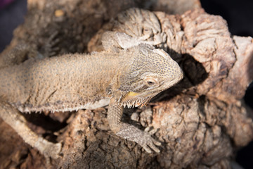 Horned Lizard Desert