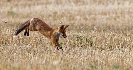 renard roux européen 