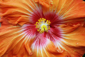 Hibiscus © Stephan von Mikusch