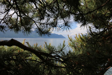 Obraz premium animales varios 