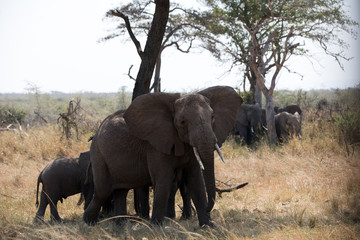 Fototapeta na wymiar Elephants (Loxodonta africana) in Tanzania Africa 