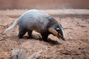 hog badger,arctonyx collaris