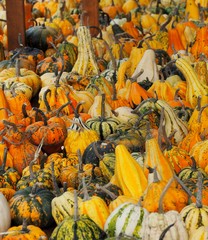 Fresh raw multicolor pumpkins on a rural market shelf in autumn. Food background