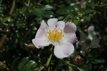 Obraz premium イメンジー