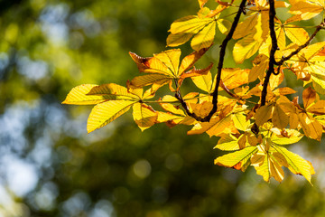 Beautiful and bright autumnal trees. Autumn colors.