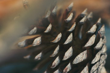 Macro close up of pine cone in vintage style warm earthy tones. Autumn fall winter nature background backdrop wallpaper poster with copy space