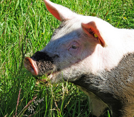 dirty pig at childrens farm house in Umea