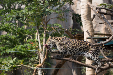Fototapeta na wymiar Jaguar in wildlife park