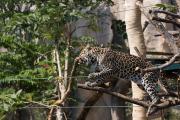 Jaguar in wildlife park