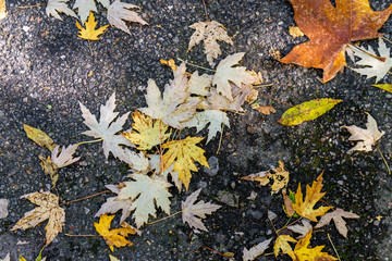 Orange, yellow, red and brown autumn leaves on asphalt