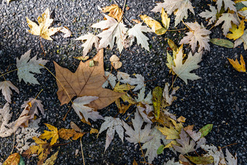 Orange, yellow, red and brown autumn leaves on asphalt
