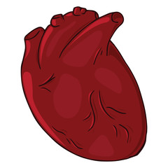 Heart icon. Vector illustration of a human heart. Anatomical heart hand drawn.