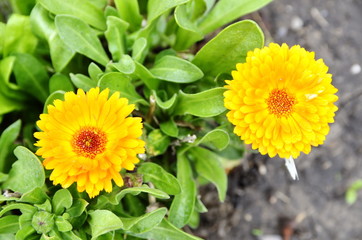 Pictured are beautiful yellow flowers of a medicinal plant calendula.