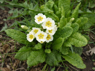 Цветок куст Примула белая с желтой серединкой