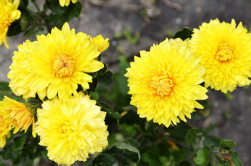 Autumn day. Favorite yellow chrysanthemum flowers bloom in the garden.