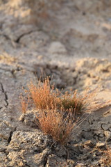 grass on the ground