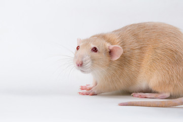 Warm rat red color on a white background