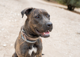 Portrait of old big staffordshire bull terrier dog in the park