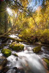 mountain river on a background of autumn trees
