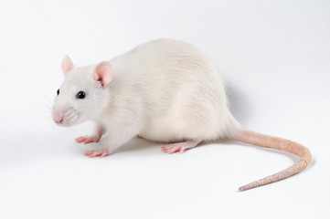 A white decorative rat stands in profile on a white background