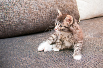 cute little fluffy kitten with long mustaches