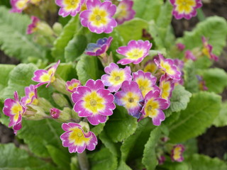 Цветок Примула розовая с желтой серединкой