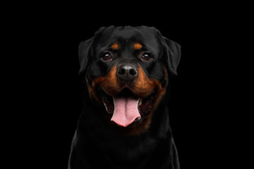 Portrait of Rottweiler Dog Looking in Camera with hope, Isolated on Black Background, front view