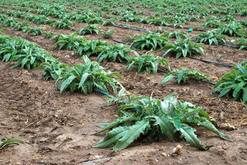 Artichoke plants in rows. Artichoke growing on the field
