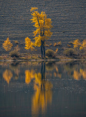 yellow autumn trees on the background of the lake