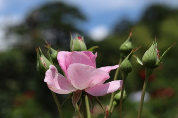 薔薇　ばら　コティヨン