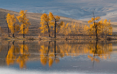 yellow autumn trees on the background of the lake