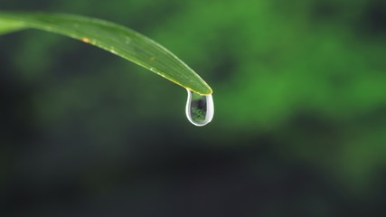 Water drop on green leaf on bokeh