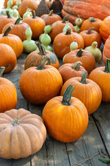 Variety of many pumpkins on the market. Different types pumpkins arranged