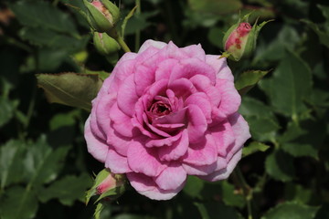 薔薇　ばら　コティヨン