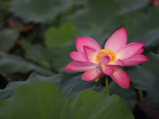 Plantae,  Indian, Sacred Lotus, Bean of India, Nelumbo, NELUMBONACEAE name flower in pound Large flowers, oval buds Pink tapered end, center of the petals are bloated