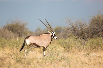 Single oryx standing in the steppe, Etosha, Namibia, Africa