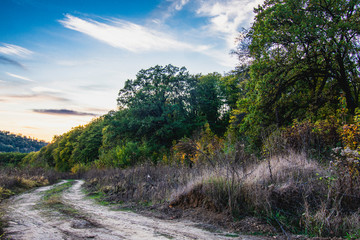 Fototapeta premium road in the forest, nature landscape with countryside road