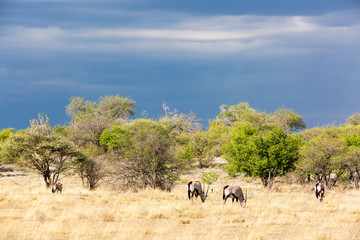 Fototapeta na wymiar Scenic landscape with a group of oryx antelopes, Etosha, Namibia, Africa