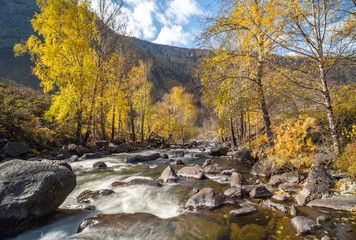 mountain river on a background of autumn trees