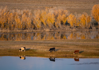 yellow autumn trees and cows on the background of the lake