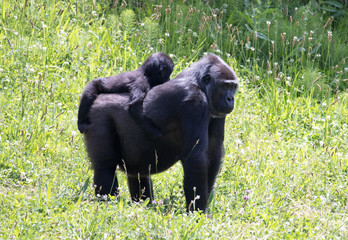 gorillas surrounded by green grass © Javier