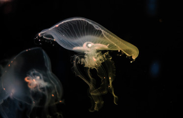 Jellyfish swim in the water on a dark background