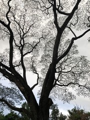 life of tree