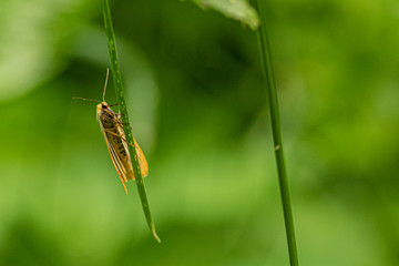 Nature