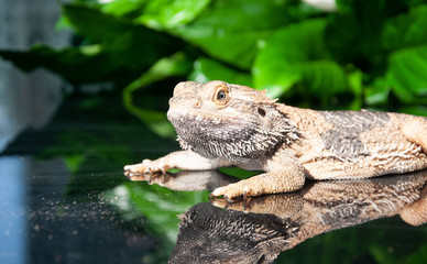 bearded_dragon
