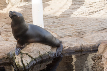 beautiful seals in their natural habitat