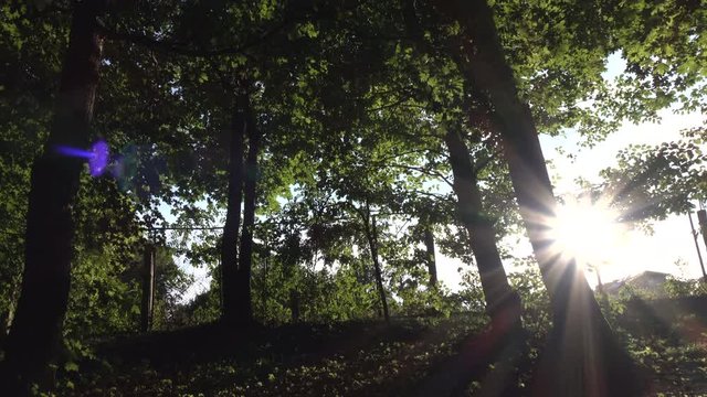 Sunbeams between trees in the park